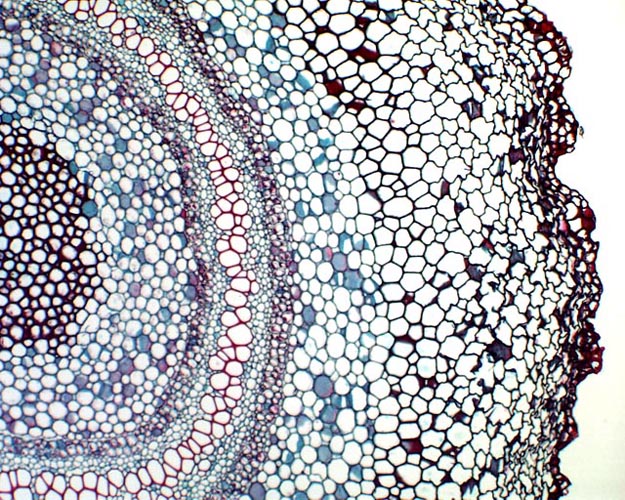 xylem and phloem. of xylem and phloem cells